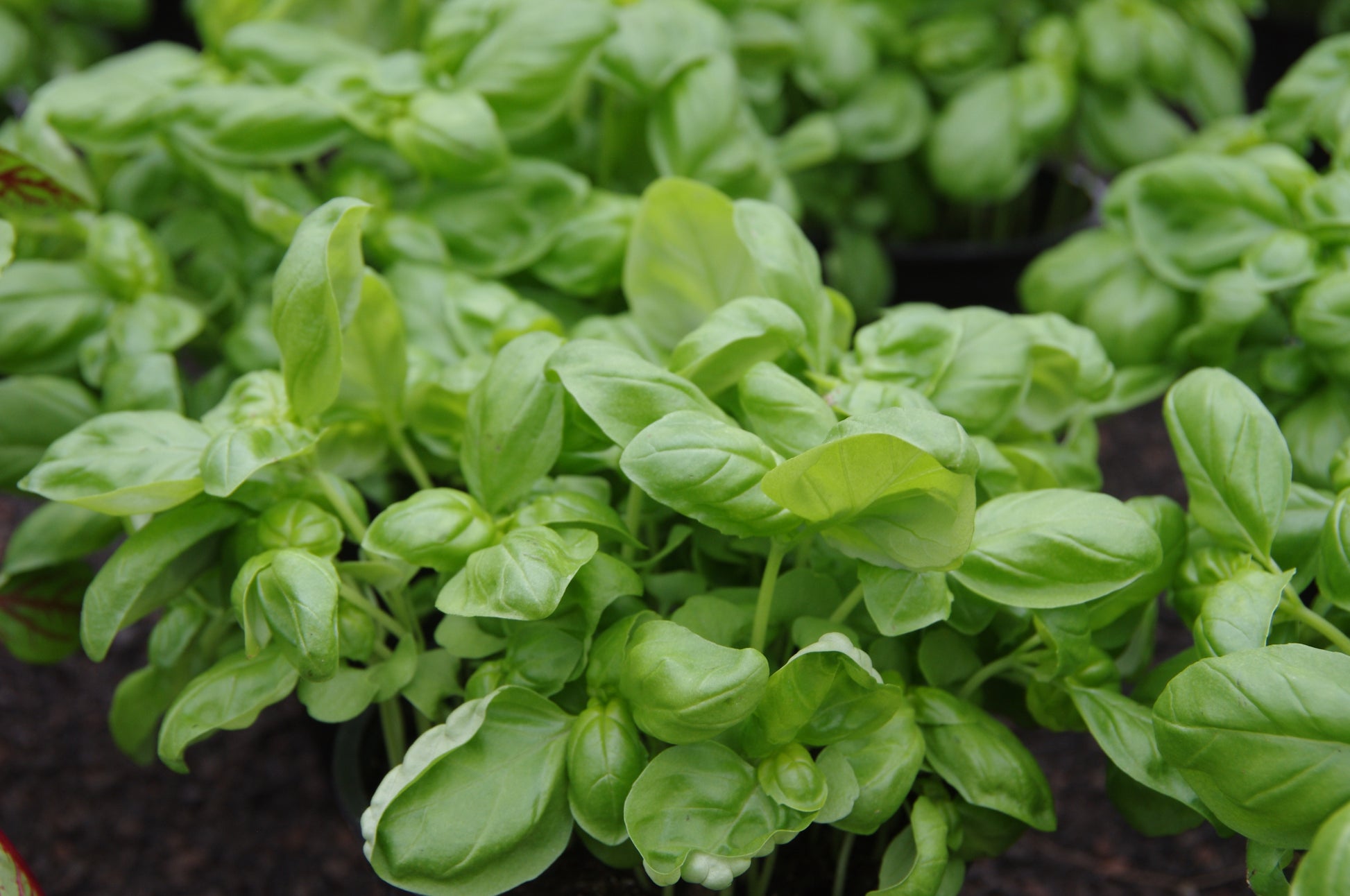 Nahaufnahme von üppigem, gesundem Basilikum - einem vitalen Küchenkräuter - das dicht in dunkler Erde wächst. Entdecken Sie den Kräuteranbau beim "WORKSHOP Kräuter pflanzen und pflegen" der Königlichen Gartenakademie am 01.04.2026, 10:00-11:30 Uhr.