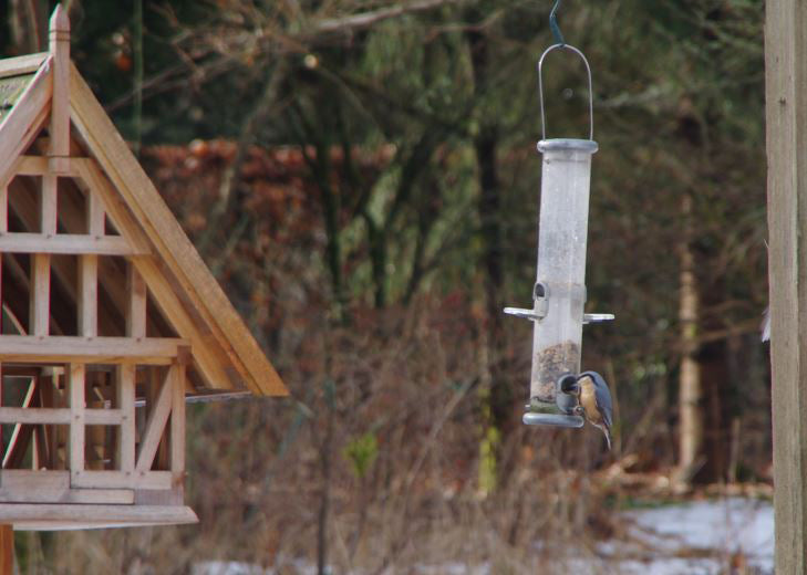 Ein kleiner Vogel hockt auf einem durchsichtigen Futterhäuschen in der Nähe von Bäumen und einer Holzkonstruktion - eine ruhige Szene für Gartenfans. Verpassen Sie nicht "GARTENTALK Gedanken zum Gärtnern im Herbst" der Königlichen Gartenakademie, Sa. 26.09.2026, 11:00-12:30 Uhr.