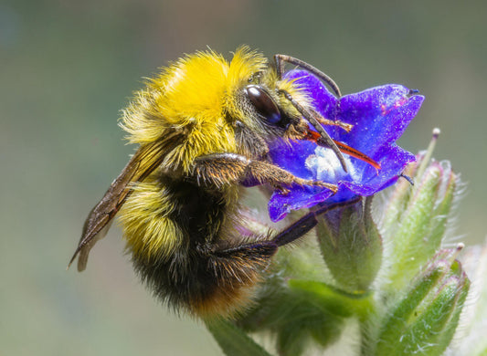 Eine Nahaufnahme einer flauschigen gelb-schwarzen Biene auf einer leuchtend lila Blüte, ideal zur Illustration der Veranstaltung der Königlichen Gartenakademie "Mi. 27.05.2026 | 16.30-18.30 FÜHRUNG & VORTRAG Das geheime Leben der Wildbienen in Berlin NEU.