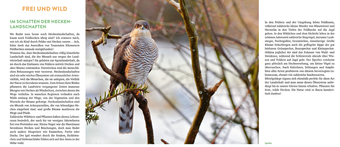 Ein Vogel mit gelben Augen und gestreiften Brustfedern sitzt auf kahlen Ästen und illustriert, wie "Meine lebendige Hecke | Schutz und Nahrung für viele Tiere" vom Verlag Eugen Ulmer Lebensraum für Tiere im Garten schafft. Text umgibt das Bild.