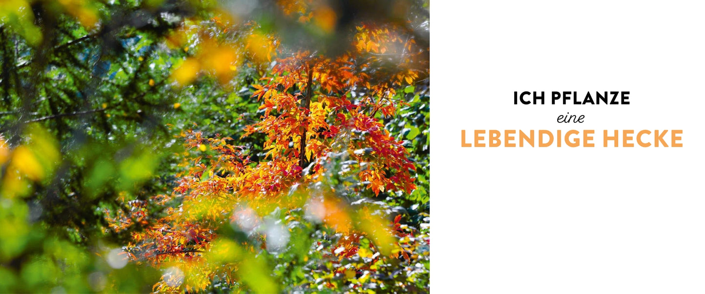 Bunte Herbstblätter in Grün, Gelb und Rot. Rechts steht: "Meine lebendige Hecke | Schutz und Nahrung für viele Tiere" von Verlag Eugen Ulmer - für mehr Artenvielfalt und Lebensraum für Tiere.