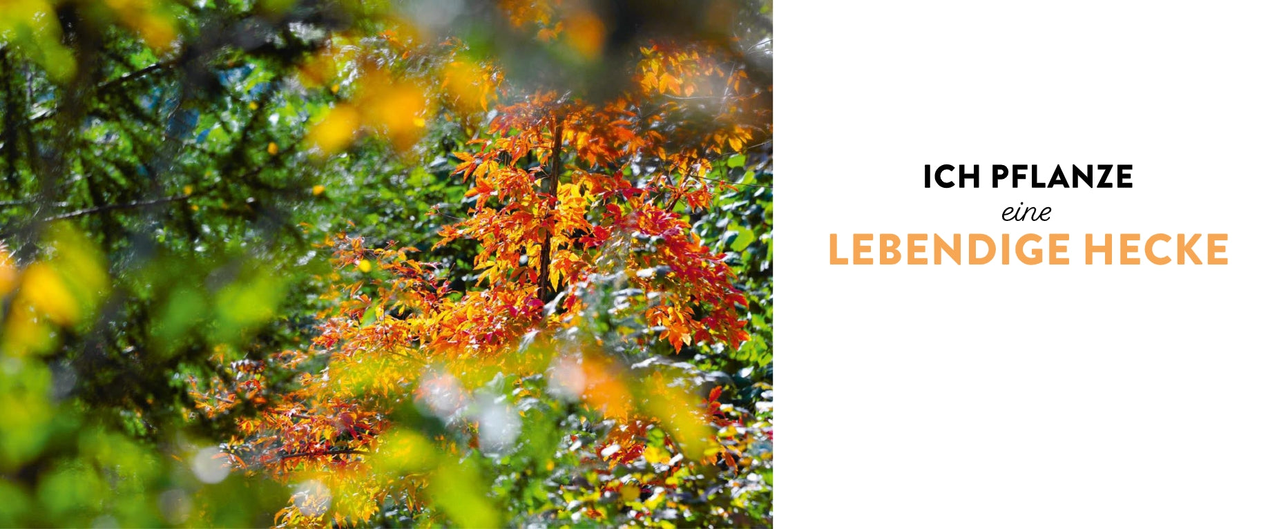 Bunte Herbstblätter in Grün, Gelb und Rot. Rechts steht: "Meine lebendige Hecke | Schutz und Nahrung für viele Tiere" von Verlag Eugen Ulmer - für mehr Artenvielfalt und Lebensraum für Tiere.