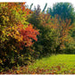 Ein sonnenbeschienener Garten mit dichten, farbenfrohen Sträuchern aus "Meine lebendige Hecke | Schutz und Nahrung für viele Tiere" vom Verlag Eugen Ulmer, mit herbstlichem Laub und einem deutschen Text über Hecken im Garten und ökologische Vielfalt.