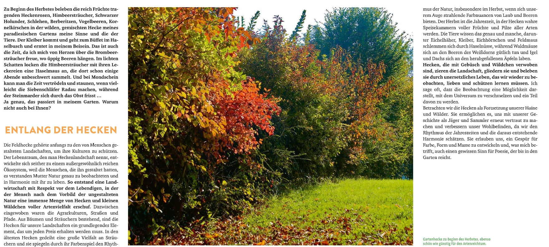 Ein sonnenbeschienener Garten mit dichten, farbenfrohen Sträuchern aus "Meine lebendige Hecke | Schutz und Nahrung für viele Tiere" vom Verlag Eugen Ulmer, mit herbstlichem Laub und einem deutschen Text über Hecken im Garten und ökologische Vielfalt.