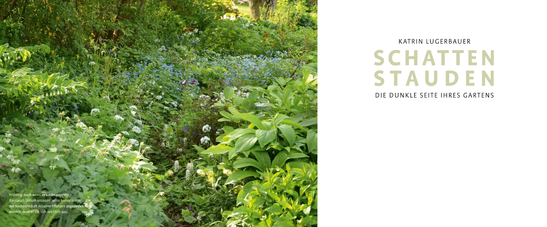 Ein üppiger, grüner, schattiger Garten mit schattenliebenden Stauden und zarten Blumen. Auf der rechten Seite steht der Text: Verlag Eugen Ulmer. Schattenstauden | Die dunkle Seite Ihres Gartens auf einfarbig weißem Hintergrund.