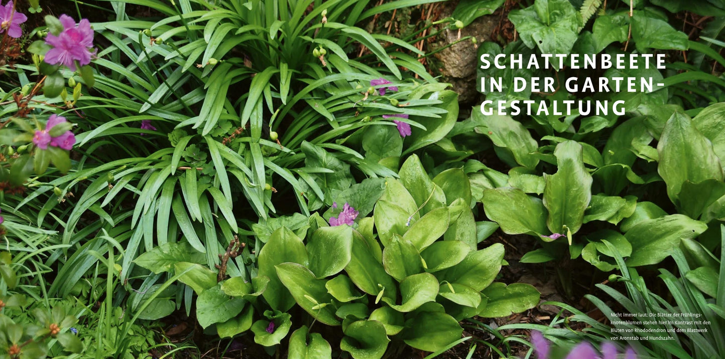 Üppig grüner Schattenstauden ("Schattenstauden | Die dunkle Seite Ihres Gartens" vom Verlag Eugen Ulmer) mit breiten Blättern und violetten Blüten, mit "SCHATTENBEETE IN DER GARTENGESTALTUNG" oben rechts überklebt.