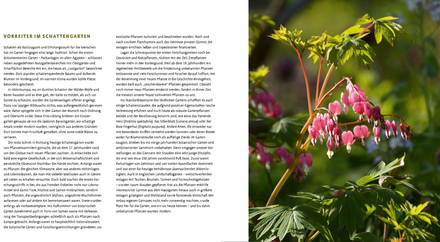 Eine Seite aus "Schattenstauden | Die dunkle Seite Ihres Gartens" (Verlag Eugen Ulmer): Deutscher Text über Gartengestaltung Schatten links, rechts eine Nahaufnahme von rosa und weißen Dicentra (blutendes Herz), klassische schattenliebende Stauden.