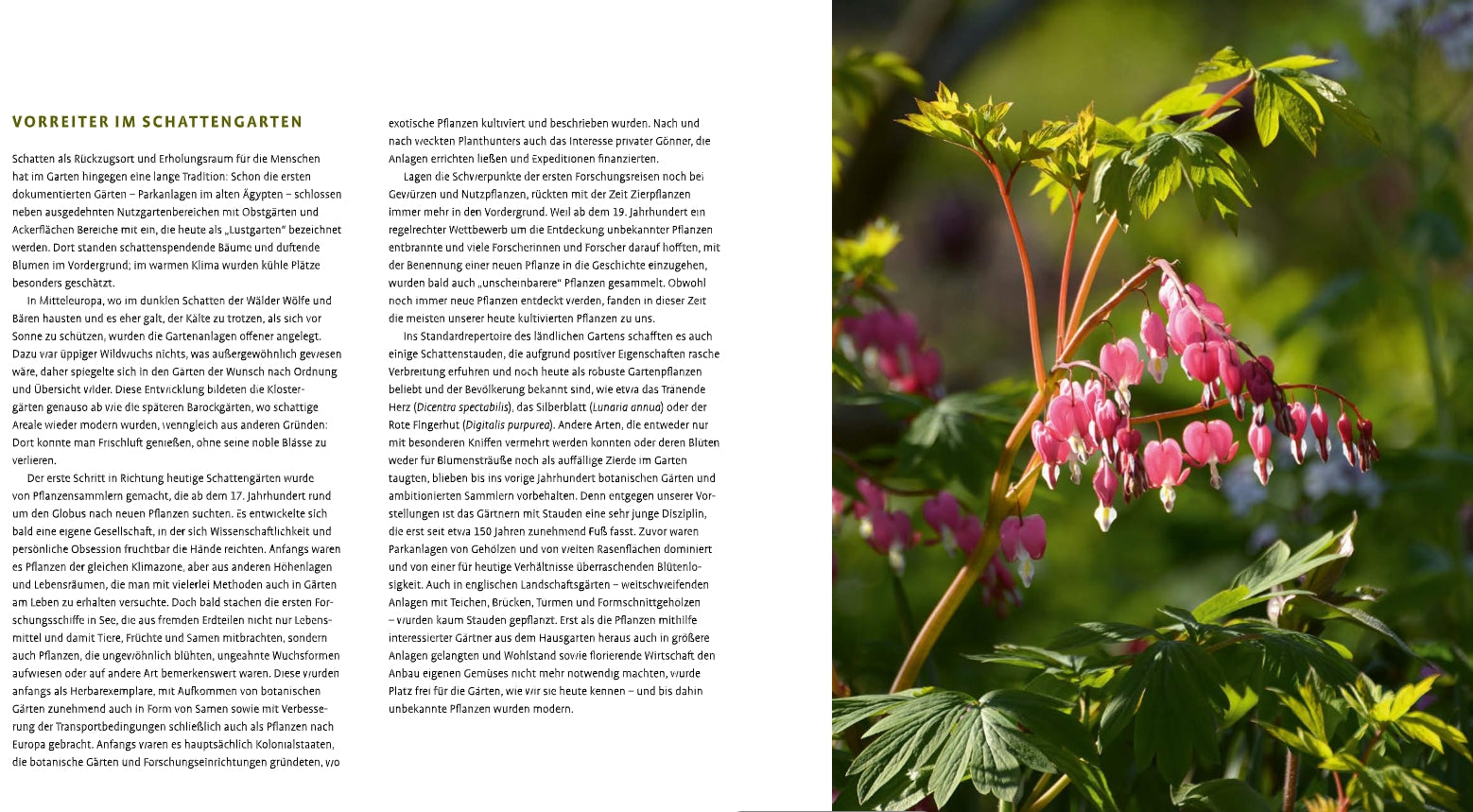 Eine Seite aus "Schattenstauden | Die dunkle Seite Ihres Gartens" (Verlag Eugen Ulmer): Deutscher Text über Gartengestaltung Schatten links, rechts eine Nahaufnahme von rosa und weißen Dicentra (blutendes Herz), klassische schattenliebende Stauden.