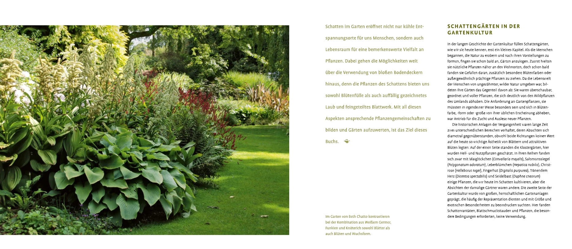 Ein schattiger Garten mit Schattenstauden und blühenden Sträuchern grenzt an einen gepflegten Rasen, während auf der rechten Seite des Bildes der Text "Schattenstauden | Die dunkle Seite Ihres Gartens" vom Verlag Eugen Ulmer erscheint.