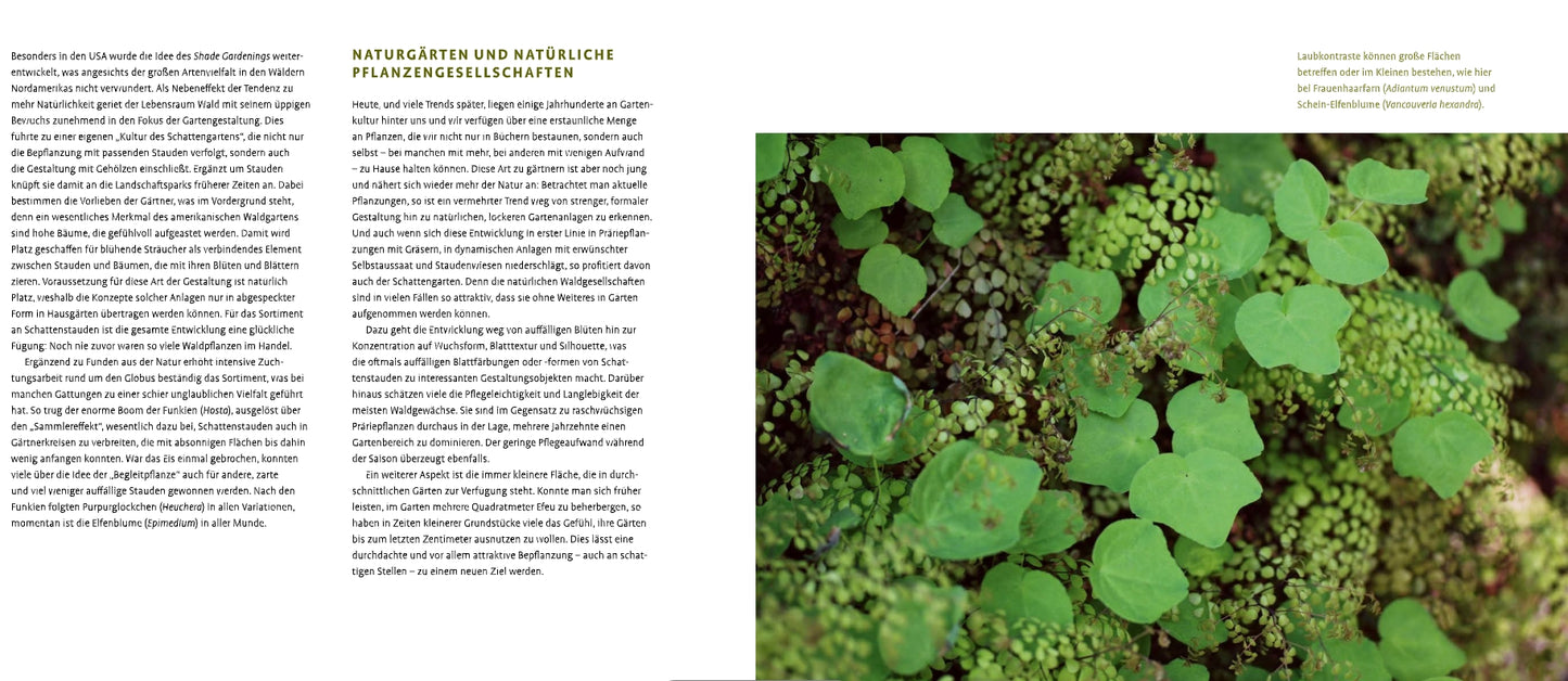 Eine Nahaufnahme zeigt rechts dichte grüne Schattenstauden; links ist ein deutscher Text über heimische Pflanzengesellschaften und schattige Gartengestaltung aus "Schattenstauden | Die dunkle Seite Ihres Gartens" vom Verlag Eugen Ulmer auf Weiß gedruckt.