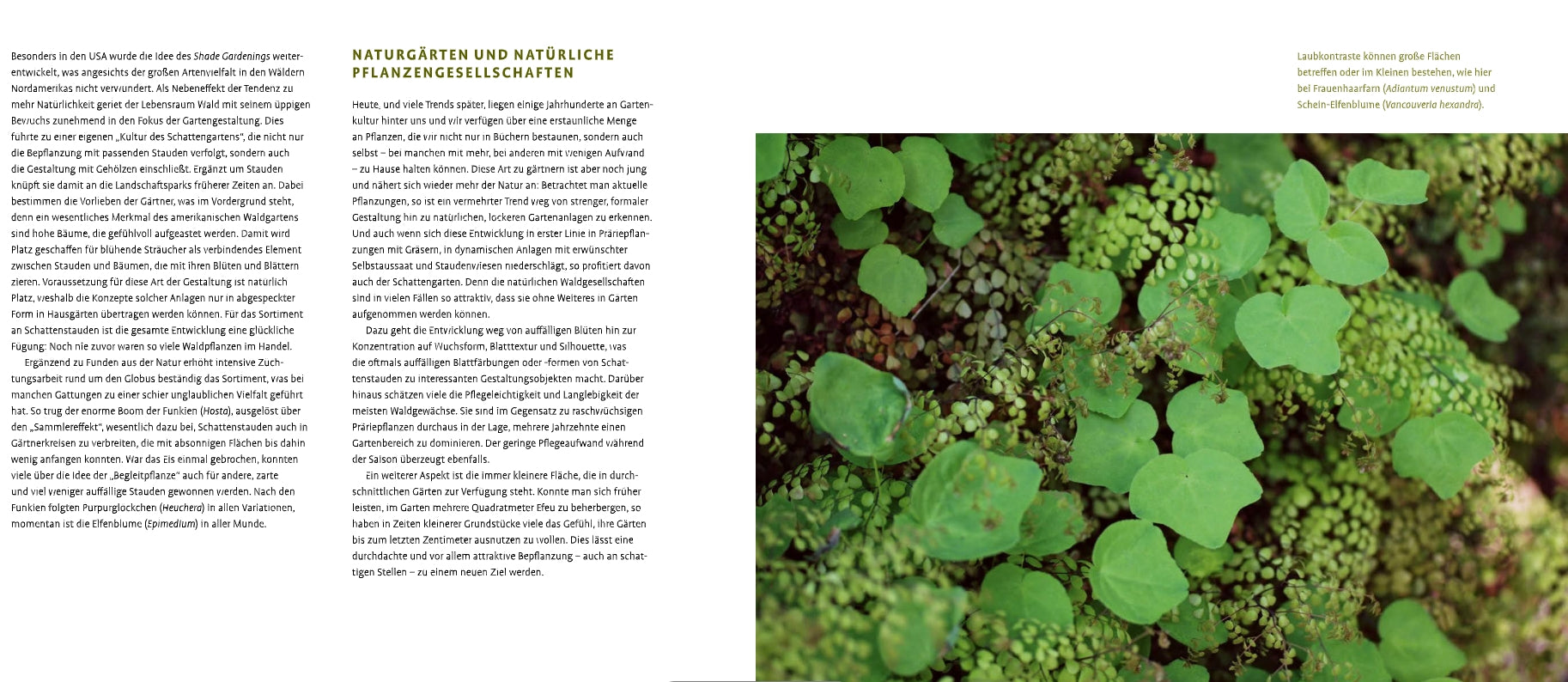 Eine Nahaufnahme zeigt rechts dichte grüne Schattenstauden; links ist ein deutscher Text über heimische Pflanzengesellschaften und schattige Gartengestaltung aus "Schattenstauden | Die dunkle Seite Ihres Gartens" vom Verlag Eugen Ulmer auf Weiß gedruckt.