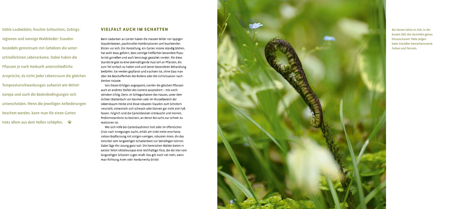 Ein gekräuselter Farn steht inmitten von üppigem Laub und weißen Blüten, dargestellt in "Schattenstauden | Die dunkle Seite Ihres Gartens" vom Verlag Eugen Ulmer. Die Nahaufnahme hat einen verschwommenen Hintergrund mit deutschem Text auf beiden Seiten.