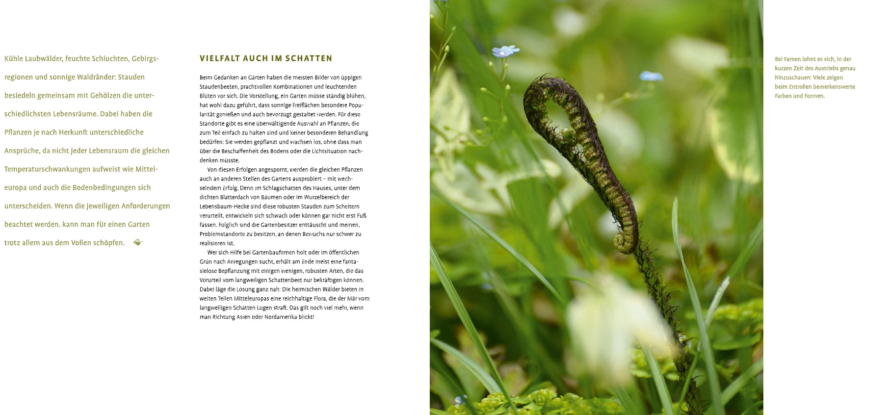 Ein gekräuselter Farn steht inmitten von üppigem Laub und weißen Blüten, dargestellt in "Schattenstauden | Die dunkle Seite Ihres Gartens" vom Verlag Eugen Ulmer. Die Nahaufnahme hat einen verschwommenen Hintergrund mit deutschem Text auf beiden Seiten.