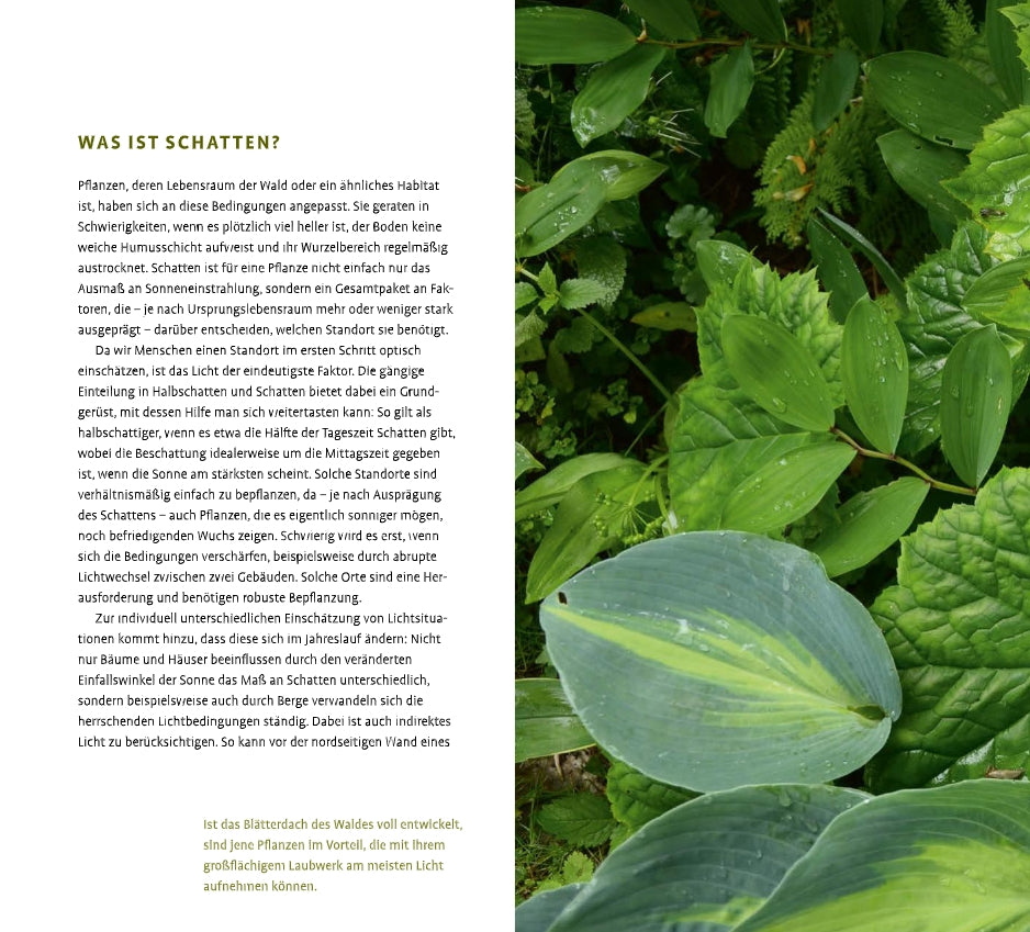 Eine Nahaufnahme zeigt üppig grüne Schattenstauden mit Tautropfen. Links ist ein deutscher Text aus dem Buch "Schattenstauden | Die dunkle Seite Ihres Gartens" des Verlags Eugen Ulmer zu lesen, der sich mit der Gestaltung von Schattengärten und dem Lebensraum von Pflanzen beschäftigt.