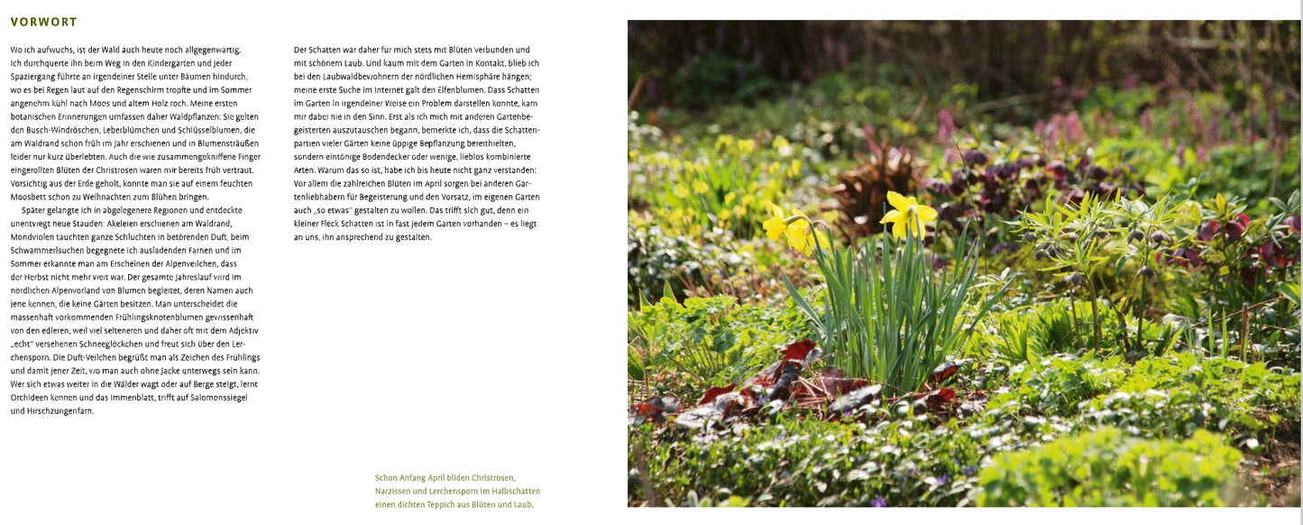 Ein grüner Garten mit gelben Narzissen, Gras, schattenliebenden Schattenstauden und Blattpflanzen. Linke Seite: Deutscher Text über "Schattenstauden | Die dunkle Seite Ihres Gartens" vom Verlag Eugen Ulmer auf weißem Hintergrund.