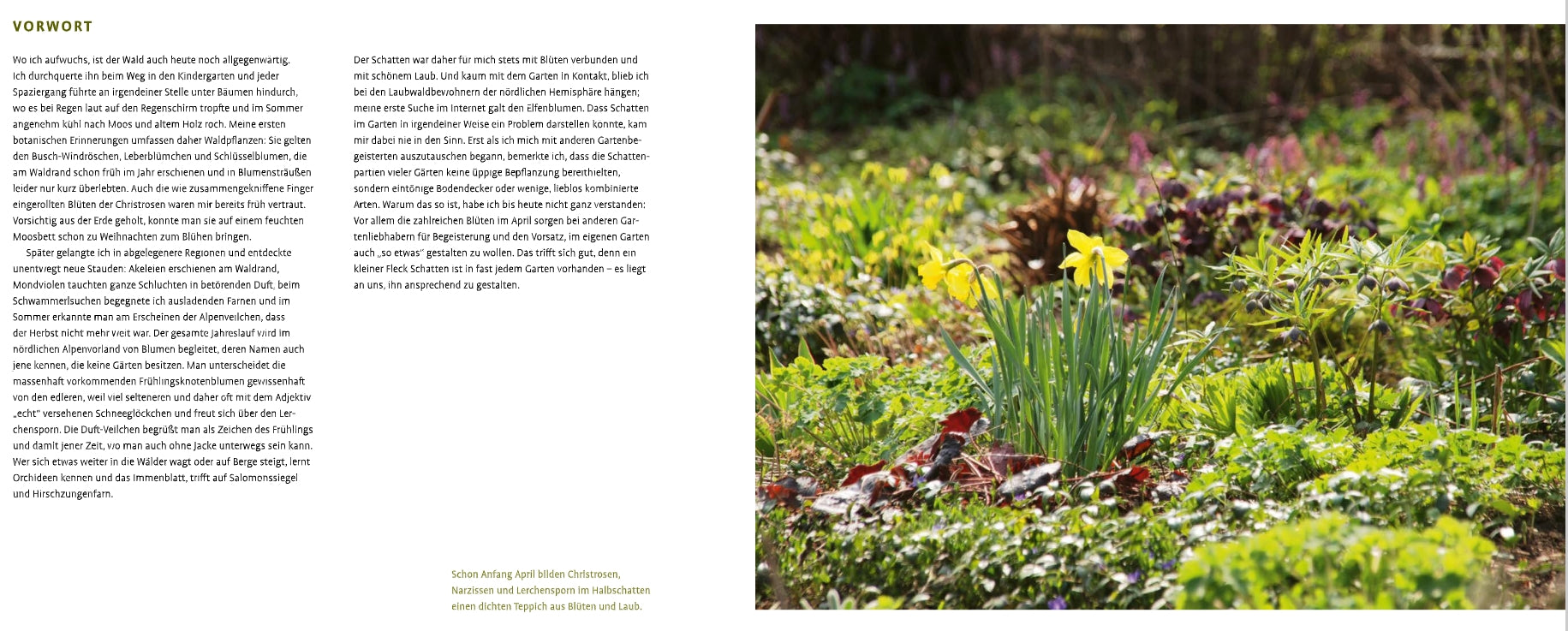 Ein grüner Garten mit gelben Narzissen, Gras, schattenliebenden Schattenstauden und Blattpflanzen. Linke Seite: Deutscher Text über "Schattenstauden | Die dunkle Seite Ihres Gartens" vom Verlag Eugen Ulmer auf weißem Hintergrund.