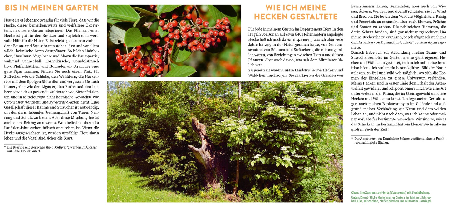 Eine deutschsprachige Magazinseite aus dem Verlag Eugen Ulmer "Meine lebendige Hecke | Schutz und Nahrung für viele Tiere" zeigt eine Nahaufnahme roter Beeren, eine üppige grüne Hecke und orangefarbene Überschriften über Hecken im Garten als Lebensraum für Tiere und ökologische Vielfalt.