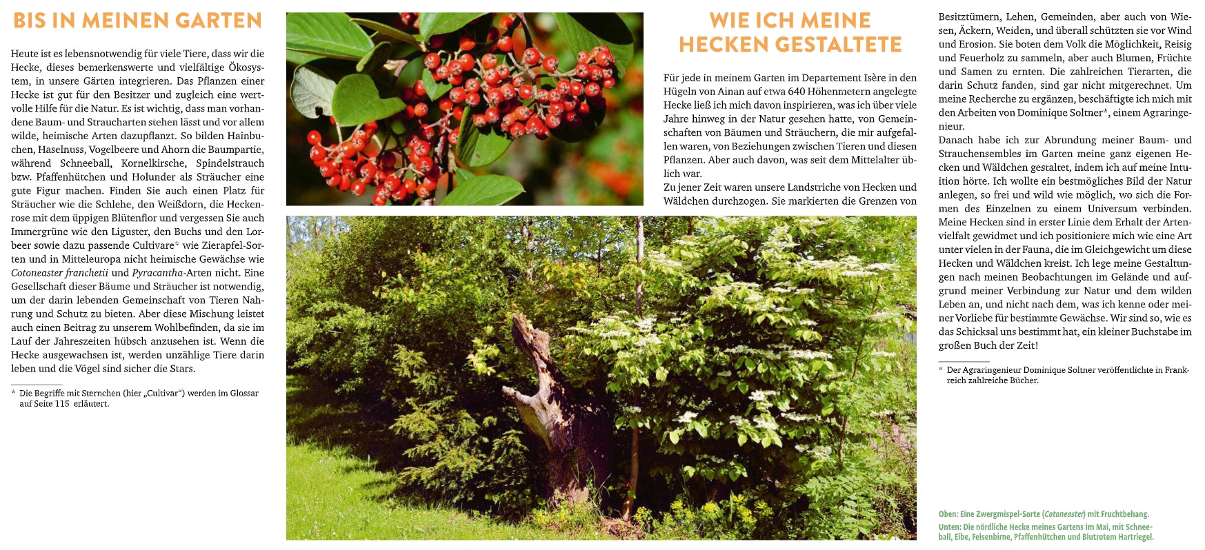 Eine deutschsprachige Magazinseite aus dem Verlag Eugen Ulmer "Meine lebendige Hecke | Schutz und Nahrung für viele Tiere" zeigt eine Nahaufnahme roter Beeren, eine üppige grüne Hecke und orangefarbene Überschriften über Hecken im Garten als Lebensraum für Tiere und ökologische Vielfalt.