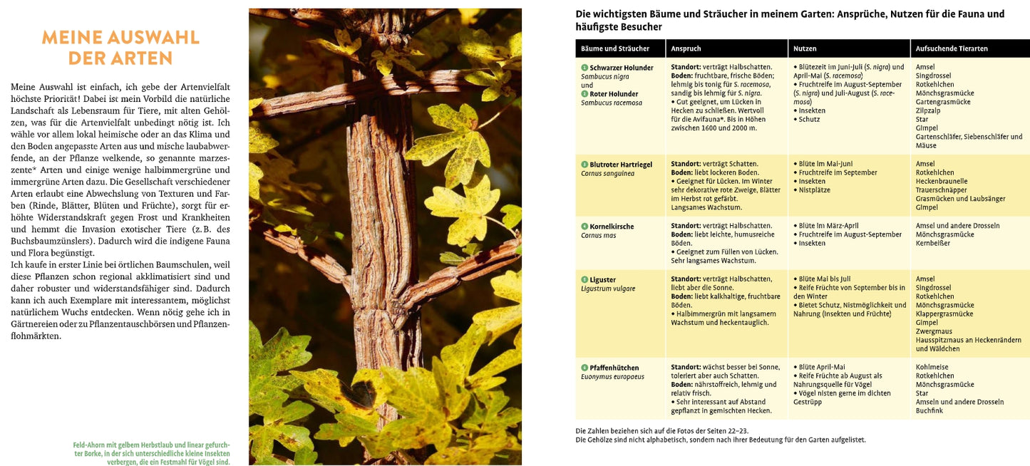 Eine Seite aus "Meine lebendige Hecke | Schutz und Nahrung für viele Tiere" (Verlag Eugen Ulmer): Links der deutsche Text und eine Nahaufnahme eines Baumes; rechts eine Tabelle mit Baumarten, deren Verwendungszwecken und wie Gartenhecken den Lebensraum für Wildtiere und die Artenvielfalt fördern.