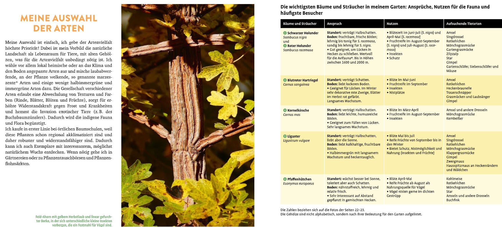 Eine Seite aus "Meine lebendige Hecke | Schutz und Nahrung für viele Tiere" (Verlag Eugen Ulmer): Links der deutsche Text und eine Nahaufnahme eines Baumes; rechts eine Tabelle mit Baumarten, deren Verwendungszwecken und wie Gartenhecken den Lebensraum für Wildtiere und die Artenvielfalt fördern.