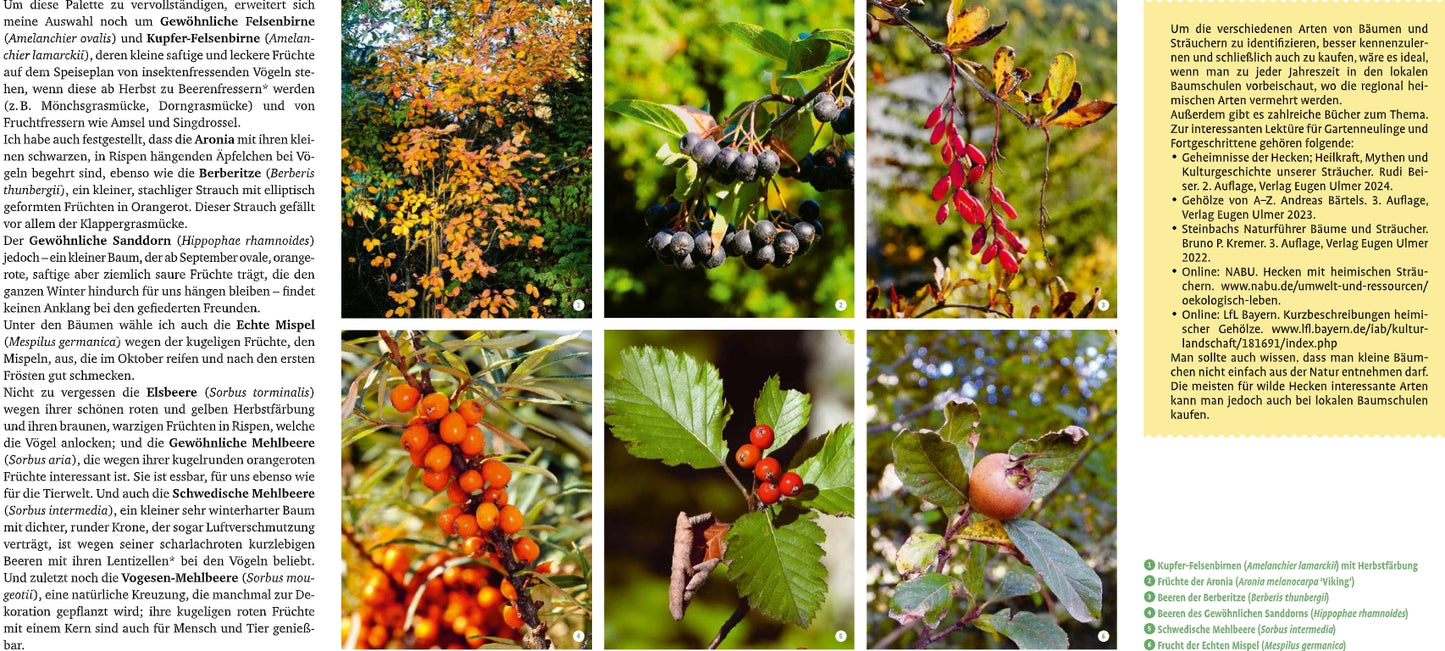 Eine farbenfrohe Herbstcollage von Bäumen und Sträuchern zeigt Blätter, Zweige, Beeren und Früchte; der deutsche Text beschreibt die Pflanzenarten und hebt "Meine lebendige Hecke | Schutz und Nahrung für viele Tiere" vom Verlag Eugen Ulmer hervor.