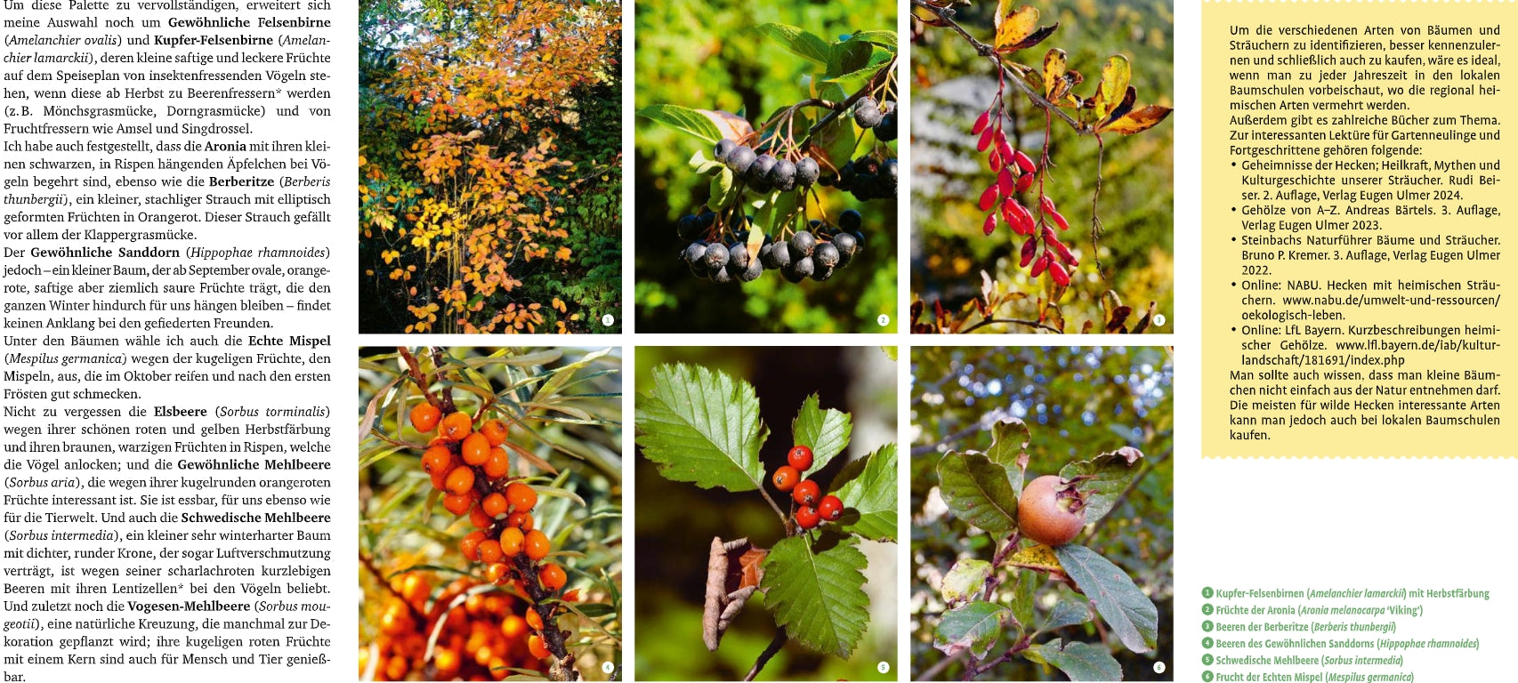 Eine farbenfrohe Herbstcollage von Bäumen und Sträuchern zeigt Blätter, Zweige, Beeren und Früchte; der deutsche Text beschreibt die Pflanzenarten und hebt "Meine lebendige Hecke | Schutz und Nahrung für viele Tiere" vom Verlag Eugen Ulmer hervor.