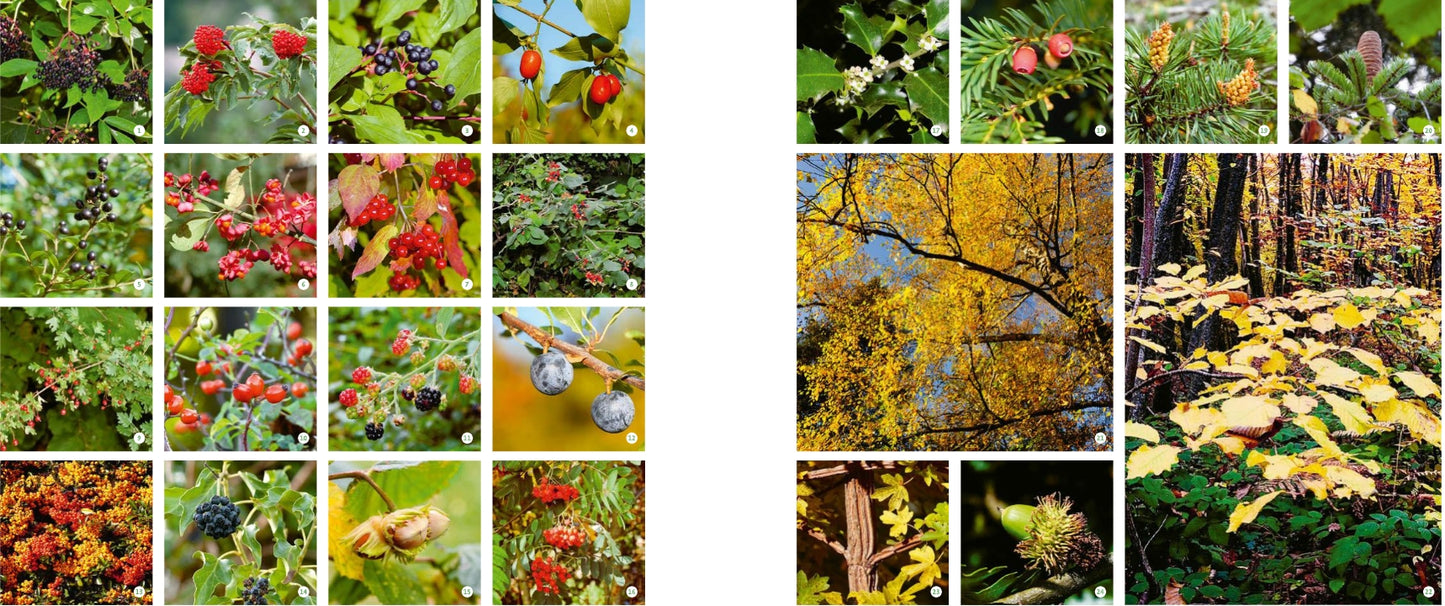 Eine farbenfrohe Collage aus Meine lebendige Hecke (Verlag Eugen Ulmer): links mit Beeren und Blumen, rechts mit Herbstlaub und Tannenzapfen - so werden lebendige Hecken als lebenswichtige Nahrung und Unterschlupf für Wildtiere dargestellt.