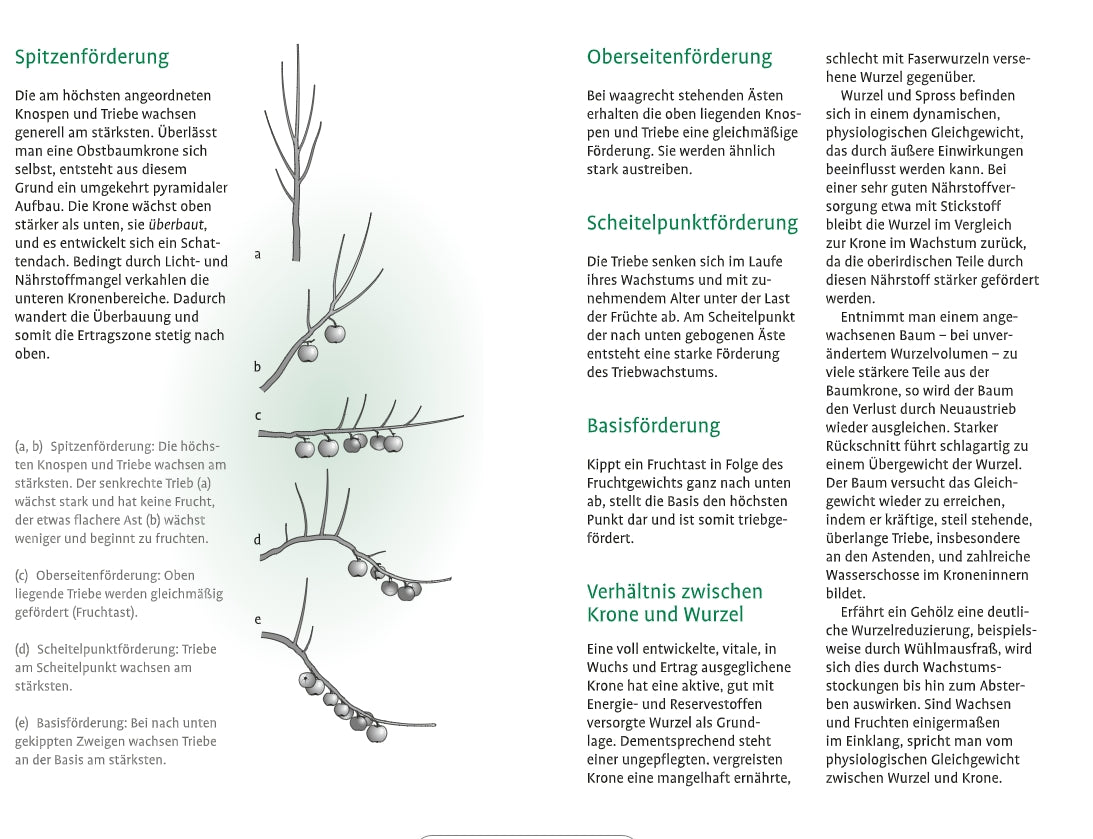 Die Broschüre "1x1 des Obstbaumschnitts" vom Verlag Eugen Ulmer vereint Beerenfotos, Pflegetipps und Schnittanleitungen für jede Baumart.