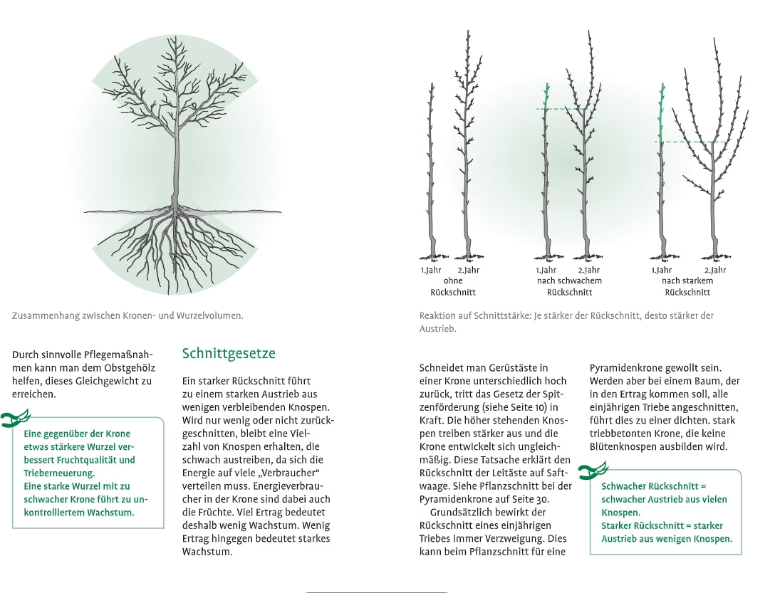 Das Diagramm aus dem "1x1 des Obstbaumschnitts" (Verlag Eugen Ulmer) veranschaulicht den Kronen- und Wurzelschnitt von Bäumen und zeigt verschiedene Stadien nach dem Obstbaumschnitt mit deutschem Text über Wachstum und Kronenwirkung.