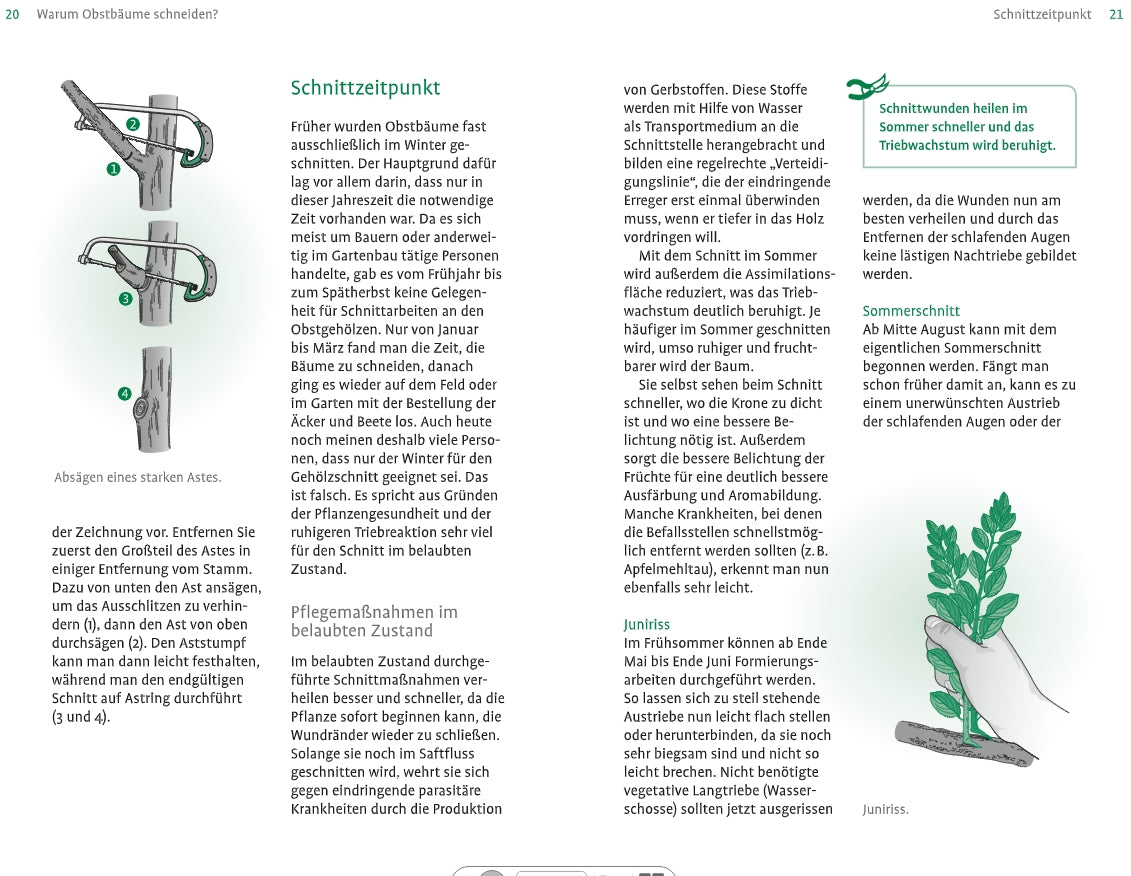 Eine Seite aus dem "1x1 des Obstbaumschnitts" des Verlags Eugen Ulmer zeigt mit Diagrammen, Schritt-für-Schritt-Abbildungen und Tipp-Boxen, wie man Apfelbäume schneidet, und erklärt den Zeitpunkt und den Nutzen für alle Strauchformen.