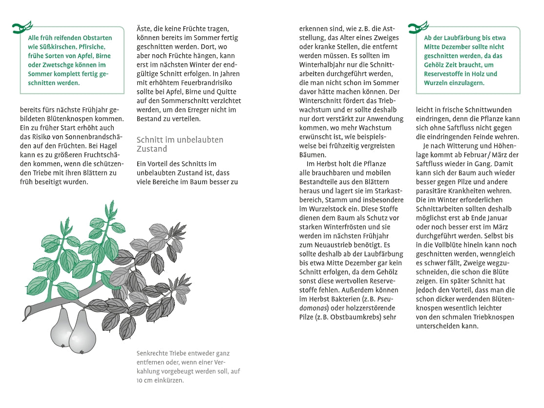 Das Buch "1x1 des Obstbaumschnitts" vom Verlag Eugen Ulmer bietet eine illustrierte Anleitung auf Deutsch mit Text und Zeichnung, die Schnittstellen für gesunde Obstbäume zeigt.