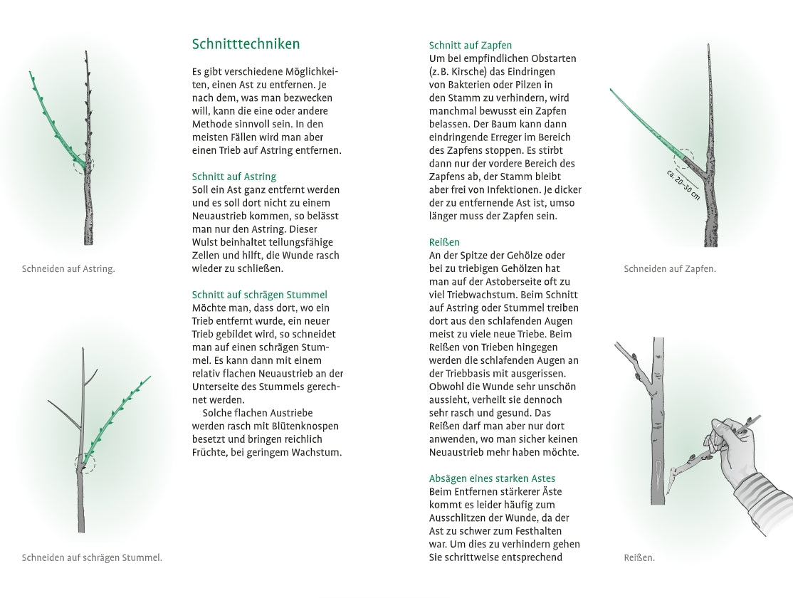 1x1 des Obstbaumschnitts" von Verlag Eugen Ulmer: Anschaulicher Leitfaden auf Deutsch mit bebilderten Erklärungen - alle Schnitttechniken für Apfelbäume und andere Gehölzformen fachgerecht anwenden.