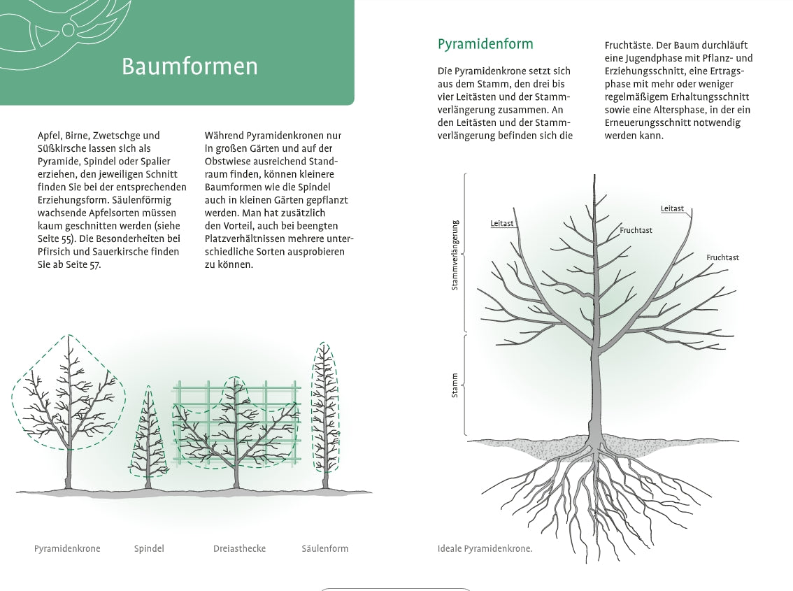 Abbildungen aus dem "1x1 des Obstbaumschnitts" vom Verlag Eugen Ulmer zeigen Spindel-, Busch-, Pyramiden- und Säulenformen mit Schnittanleitungen und Merkmalen für jede Baumform. Der deutsche Text erklärt Apfelbaum schneiden und Obstbäume pflegen.