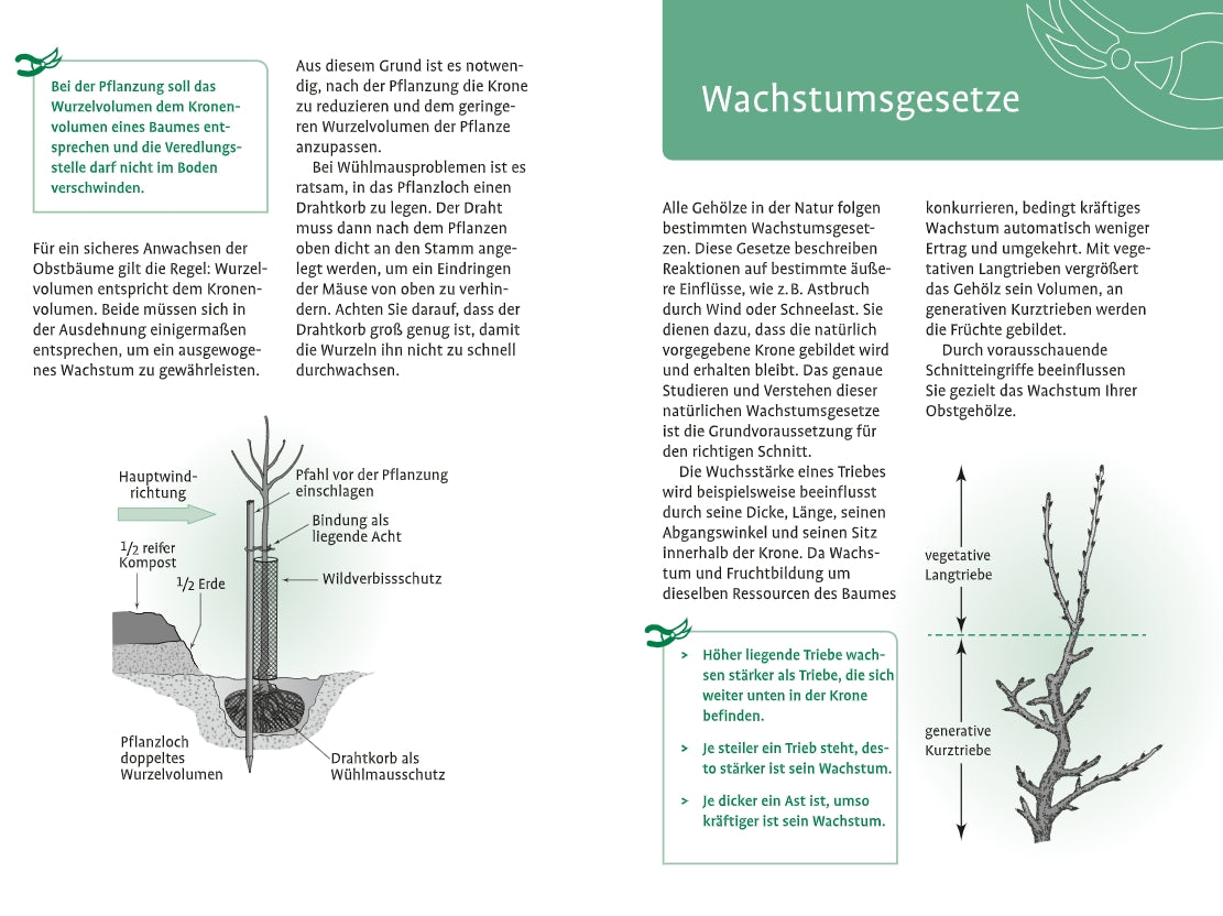 1x1 des Obstbaumschnitts" von Verlag Eugen Ulmer: Deutschsprachiger Leitfaden mit Diagrammen zu Schnitttechniken, grünen Tipp-Boxen, Erklärungen zu Wurzelvolumen und Wachstum sowie illustrierten Anleitungen zum Apfelbaum schneiden.