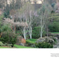 Ein beschaulicher Wintergarten mit bunten Blüten, weißen Birken, saftigem Gras und einem Teich inspiriert aus "Gärten im Winter" vom Verlag Eugen Ulmer zur Gestaltung des eigenen Wintergartens.
