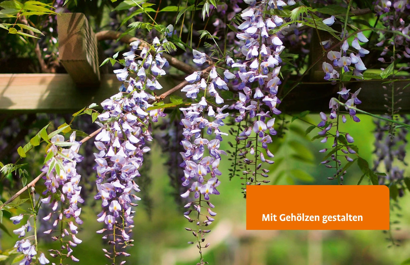 Lila Glyzinienblüten hängen an einem Spalier im Sonnenlicht, dahinter grüne Blätter. Ein orangefarbener Kasten zeigt: Gehölze von A-Z | Eine große Vielfalt an Bäumen und Sträuchern für den Garten von Ulmer Verlag.
