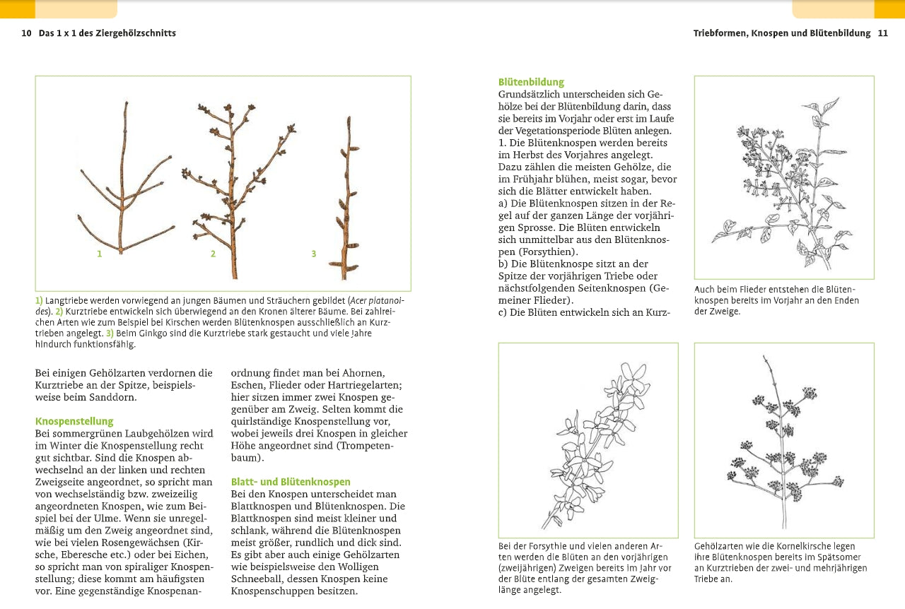 Eine Seite aus dem "Handbuch Pflanzenschnitt" des Verlags Eugen Ulmer enthält beschriftete botanische Abbildungen und ausführliche Texte zu Zweigstrukturen, Knospenbildung, Gehölzschnittmethoden und Arten von Blütentrauben bei Gartenstauden.