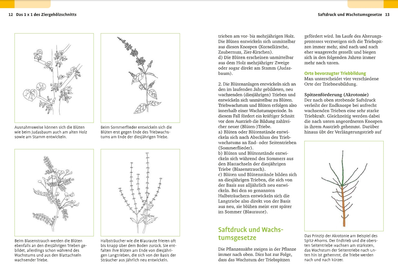 Seite aus dem "Handbuch Pflanzenschnitt | Alle Schnittmaßnahmen für Gartengehölze" des Verlags Eugen Ulmer, mit botanischen Abbildungen von Stängeln und Blüten, mit grün und gelb hervorgehobenem Text über Gehölzschnitt und Pflanzenwachstum.