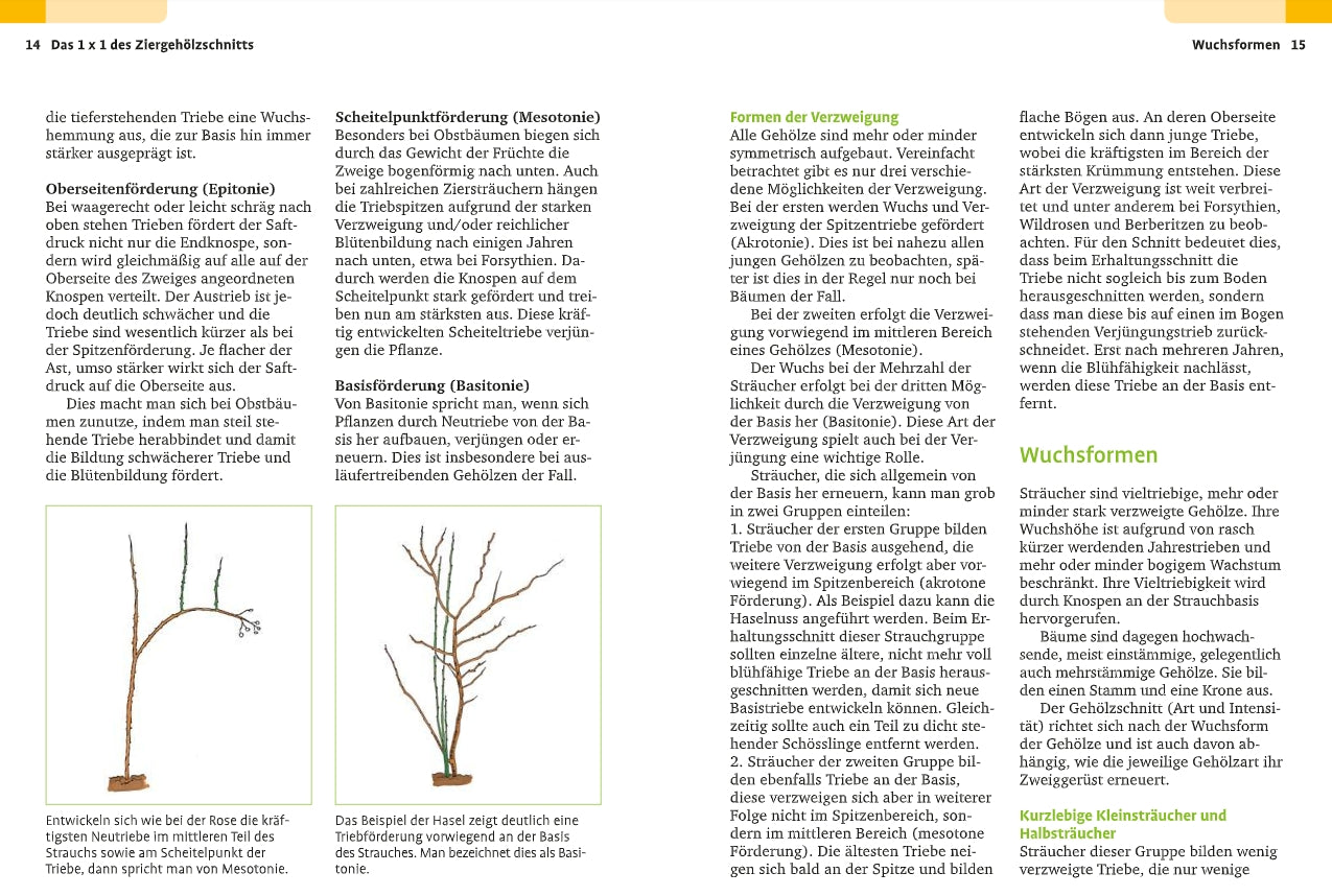 Das "Handbuch Pflanzenschnitt" vom Verlag Eugen Ulmer zeigt in Diagrammen verschiedene Schnittmethoden für junge Obstbäume, wie Zentraltrieb, Spindelbusch und Buschform, mit deutschen Erklärungen zu jeder Technik.