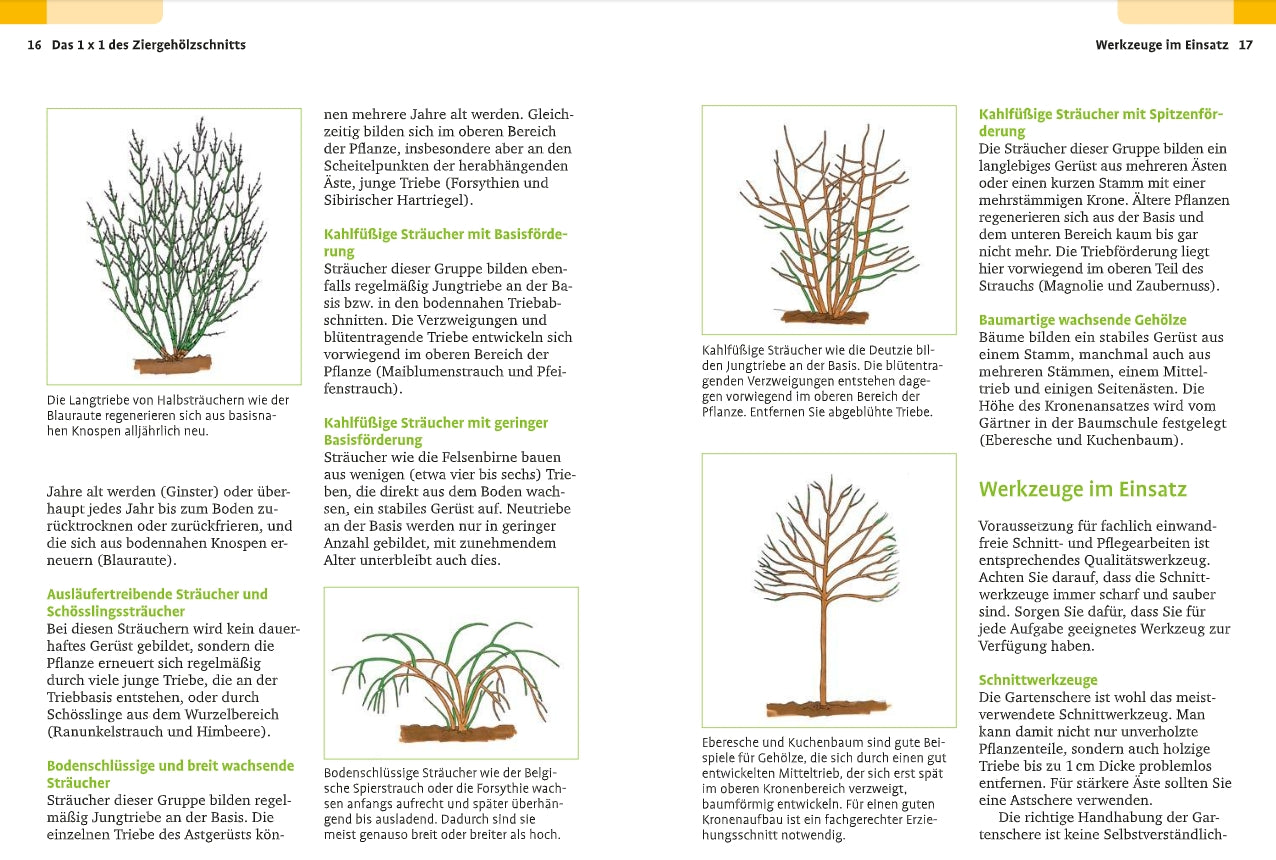 Eine Seite aus dem "Handbuch Pflanzenschnitt | Alle Schnittmaßnahmen für Gartengehölze" des Verlags Eugen Ulmer zeigt Diagramme und deutsche Texte zu Rosenschnitt, Gehölzschnitt und Schnitttechniken für verschiedene Sträucher und Bäume.