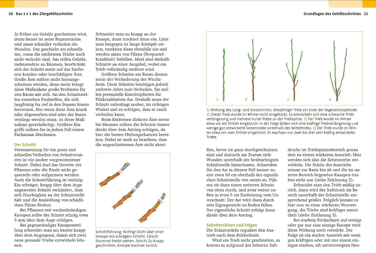 Eine Doppelseite aus dem "Handbuch Pflanzenschnitt | Alle Schnittmaßnahmen für Gartengehölze" des Verlags Eugen Ulmer zeigt auf der linken Seite Text und auf der rechten Seite Text und Abbildungen von Baumzweigen mit verschiedenen Schnitttechniken und Wachstumsstadien.