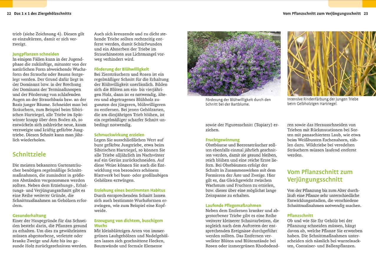 Das "Handbuch Pflanzenschnitt" aus dem Verlag Eugen Ulmer bietet fachkundige Ratschläge zum Schneiden von Gartensträuchern, mit deutschen Texten zu Gehölzschnitt und Pflanzengesundheit sowie Fotos von blühendem Thymian, gelben Weidenzweigen und einem geschnittenen Strauch.