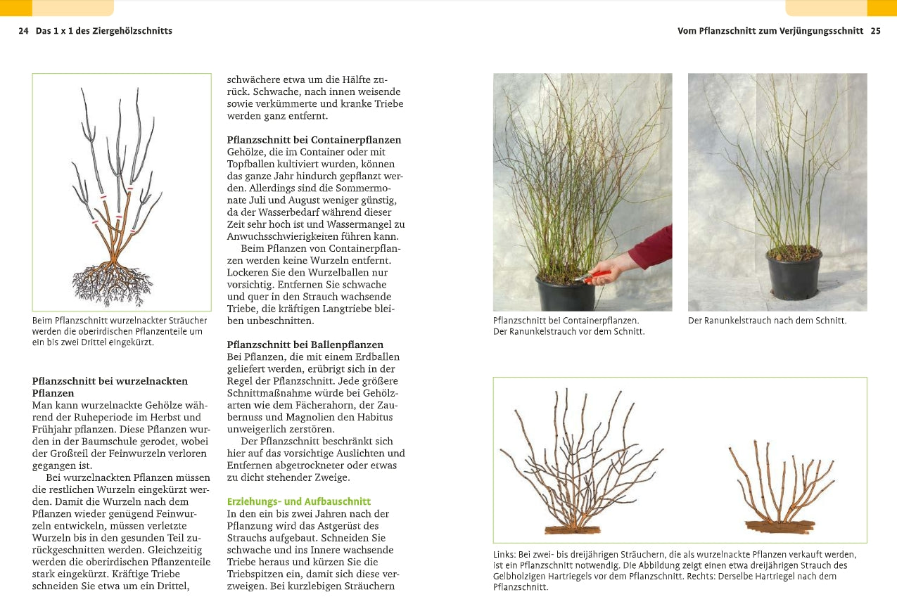 Handbuch Pflanzenschnitt vom Verlag Eugen Ulmer: Dieser deutsche Leitfaden enthält alle Schnittmethoden für Gartensträucher mit Diagrammen, die den Gehölzschnitt vorher und nachher zeigen, sowie Fotos, auf denen wurzelnackte und im Container gezogene Sträucher verglichen werden, und Schritt-für-Schritt-Anleitungen.