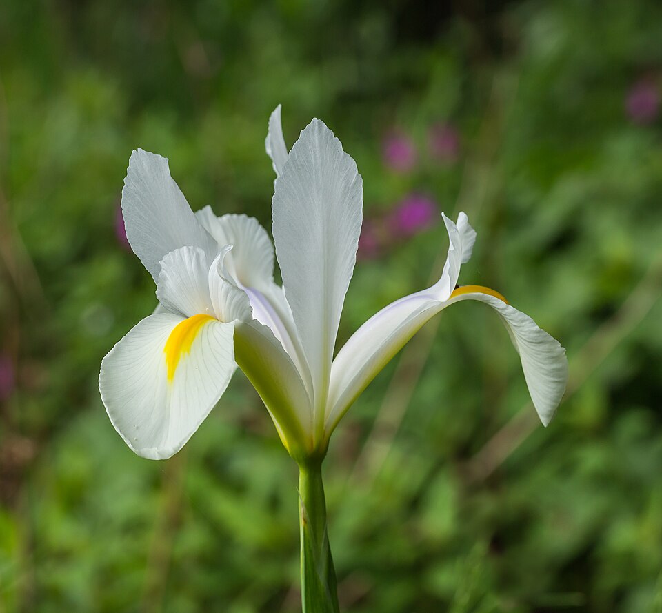 Eine Nahaufnahme von Iris hollandica ‚Alaska‘ von Weijers, einer weißen Holländischen Schwertlilie mit gelben Akzenten und zarten Blütenblättern, ideal für Gärten, in denen man mit schönen weißen Blumen eine natürliche Atmosphäre schaffen möchte.