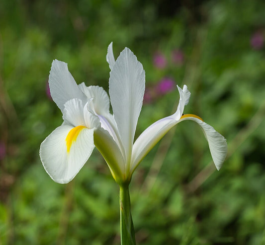Die Iris hollandica ‚Alaska‘ von Weijers, eine weiße Holländische Schwertlilie mit gelb gefärbten Blütenblättern, hebt sich scharf vor einem verschwommenen grünen Hintergrund ab.