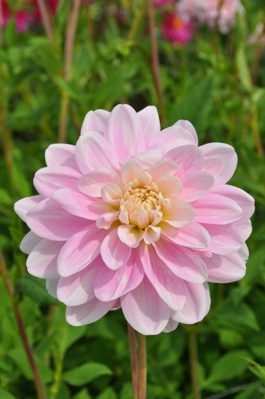 Eine Nahaufnahme der Weijers Dahlia 'Brackenridge Ballerina' Ball Dahlie in voller Blüte mit zartrosa Blütenblättern und einer zartgelben Mitte vor einem verschwommenen grünen Hintergrund aus Blättern und Stängeln.