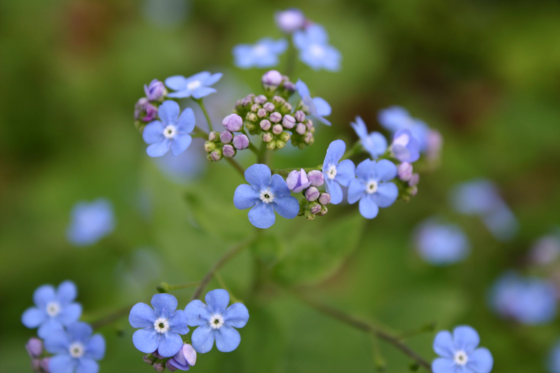Nahaufnahme von blauen Vergissmeinnichtblüten mit gelb-weißer Mitte und violetten Knospen vor grünen Blättern während der "Mi. 15.04.2026 | 17.00-18.00 ABENDLICHTFÜHRUNG Zuverlässige Schattenpflanzen" in der Königlichen Gartenakademie.