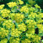 Bushy Jora Dahl | Bupleurum rotundifolium 'Griffithii' (Hasenohr) zeigt Büschel von grünlich-gelben Blüten und Blättern, die ein dichtes, lebhaftes Bild ergeben. Diese gesunde einjährige Cool Flower eignet sich hervorragend als Schnittblume vor einem natürlichen Hintergrund.