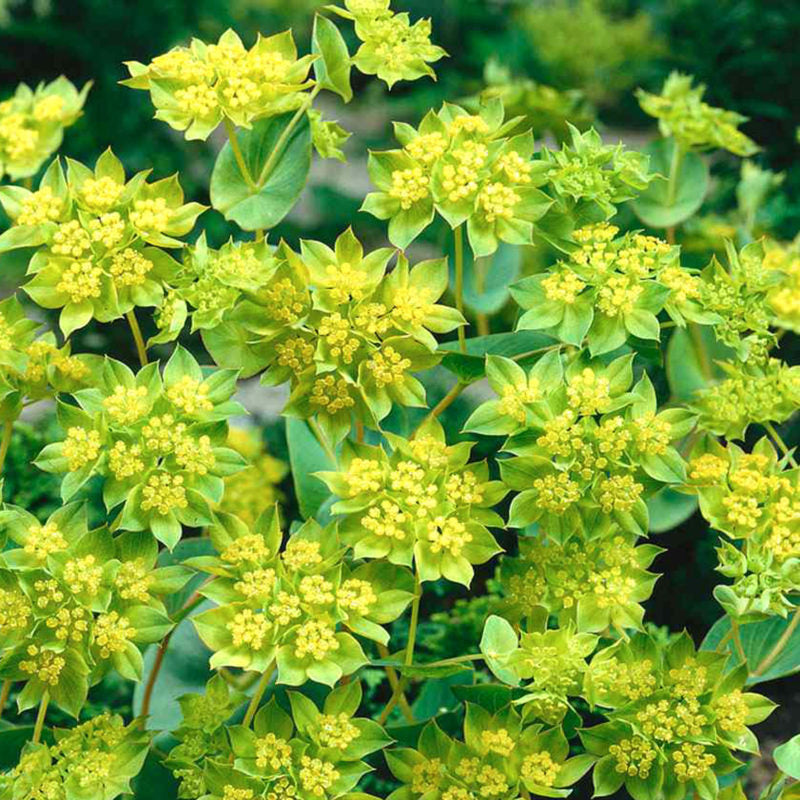 Bushy Jora Dahl | Bupleurum rotundifolium 'Griffithii' (Hasenohr) zeigt Büschel von grünlich-gelben Blüten und Blättern, die ein dichtes, lebhaftes Bild ergeben. Diese gesunde einjährige Cool Flower eignet sich hervorragend als Schnittblume vor einem natürlichen Hintergrund.