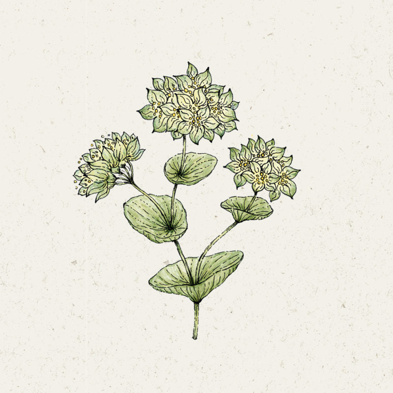 Eine handgezeichnete Illustration von Jora Dahl | Bupleurum rotundifolium 'Griffithii' (Hasenohr) von Jora Dahl zeigt drei Büschel kleiner, blassgelber Blüten und grüner Blätter auf schlanken Stängeln vor einem hellen, strukturierten Hintergrund.